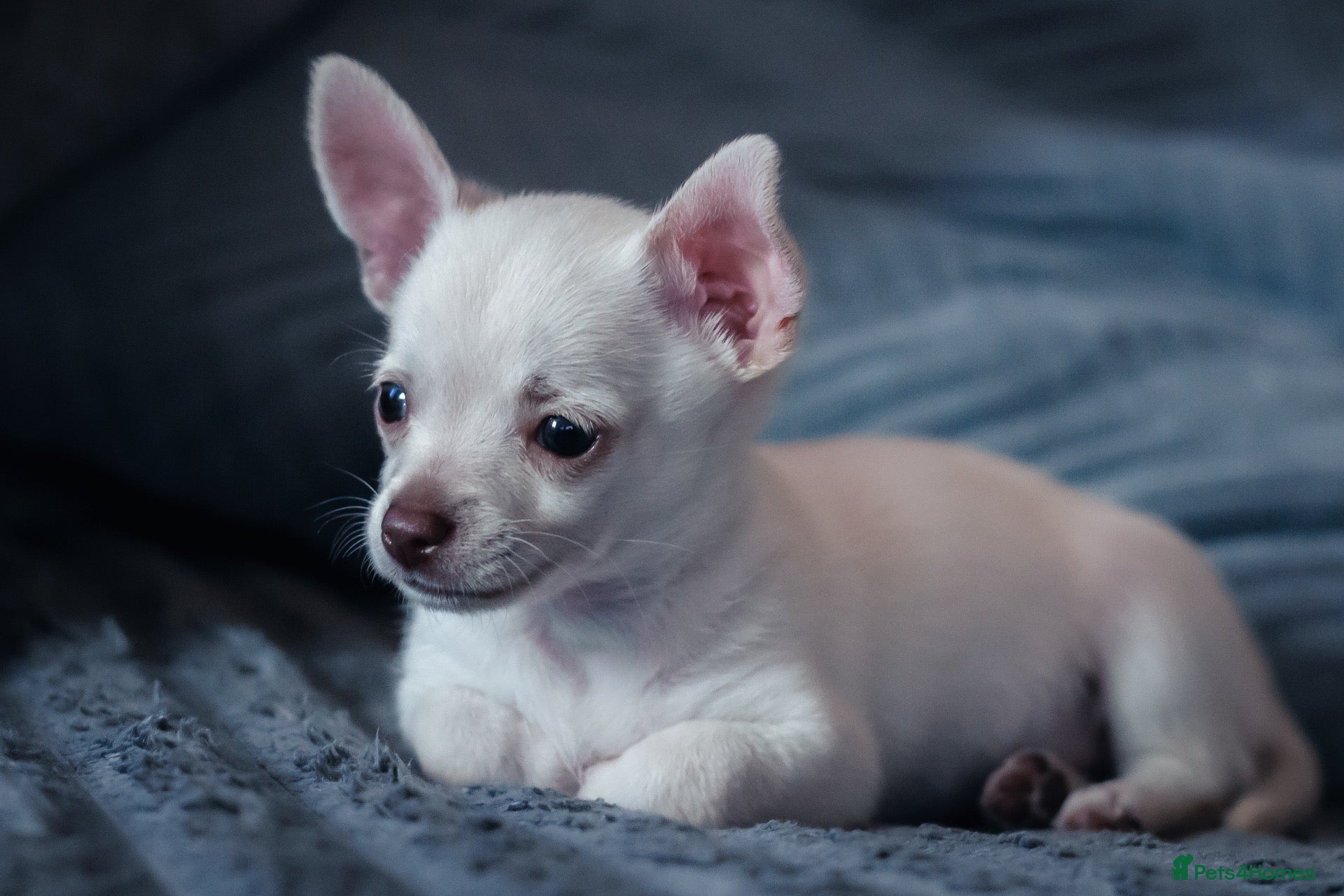 Chihuahua dogs 6 month old Female Chihuahua - Advert 1