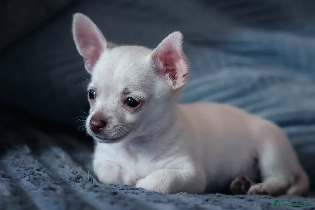 Chihuahua dogs for sale: 6 month old Female Chihuahua - Advert 1