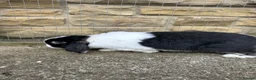 Mini Lop rabbits for sale: Female black otter split mini lop  - Advert 3
