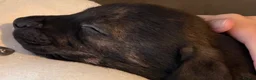 Mixed Breed dogs for sale: Staffy mixed puppy for sale  - Advert 4