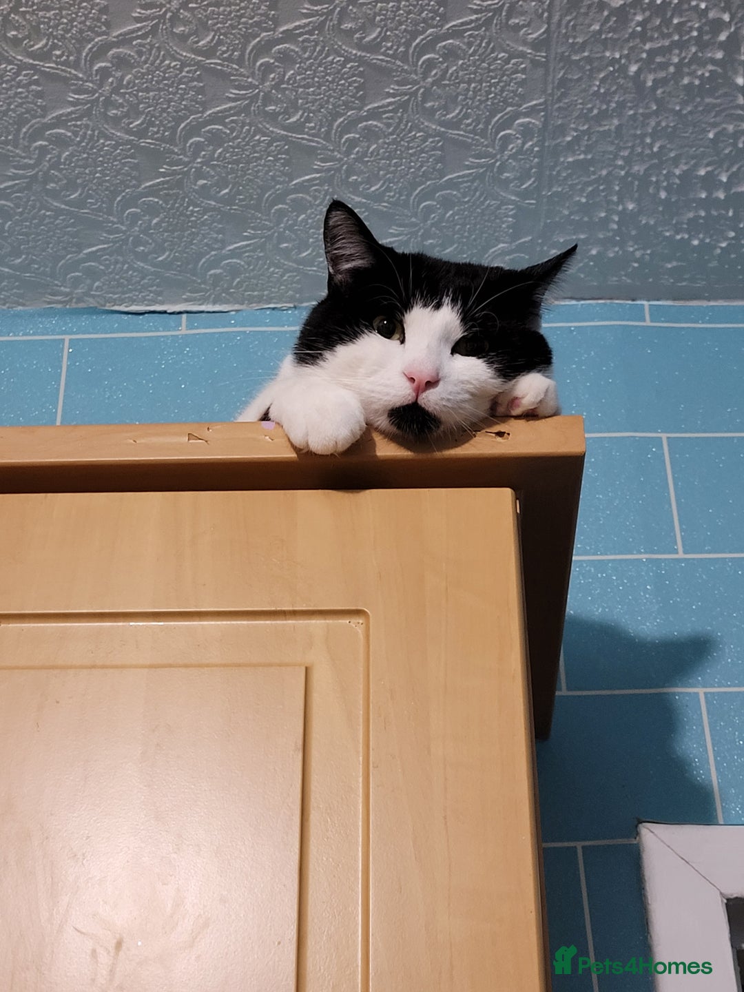 British Longhair cats for sale: Male Cat for sale  - Advert 5