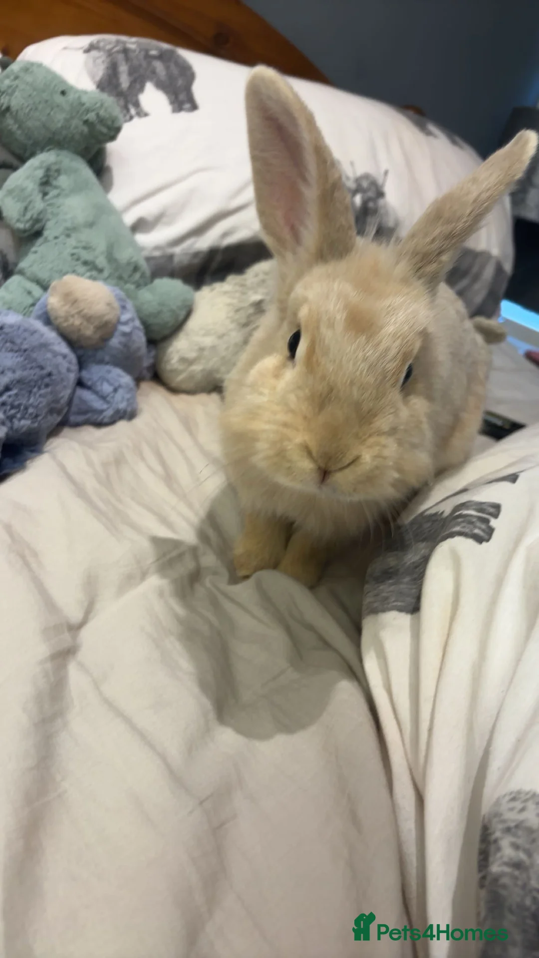 Lionhead rabbits for sale: Lionhead x flemish Boy - Advert 3