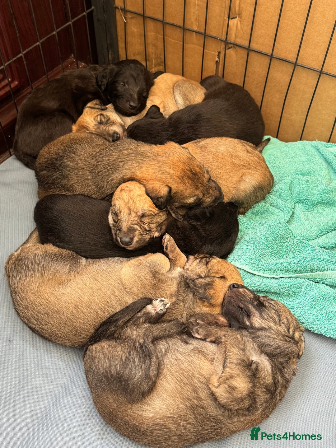 Lurcher dogs for sale: Bedlington Whippet/Lurcher  - Advert 1