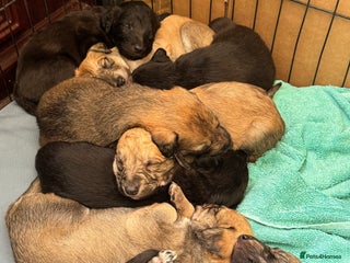 Lurcher dogs Bedlington Whippet/Lurcher - Advert 1