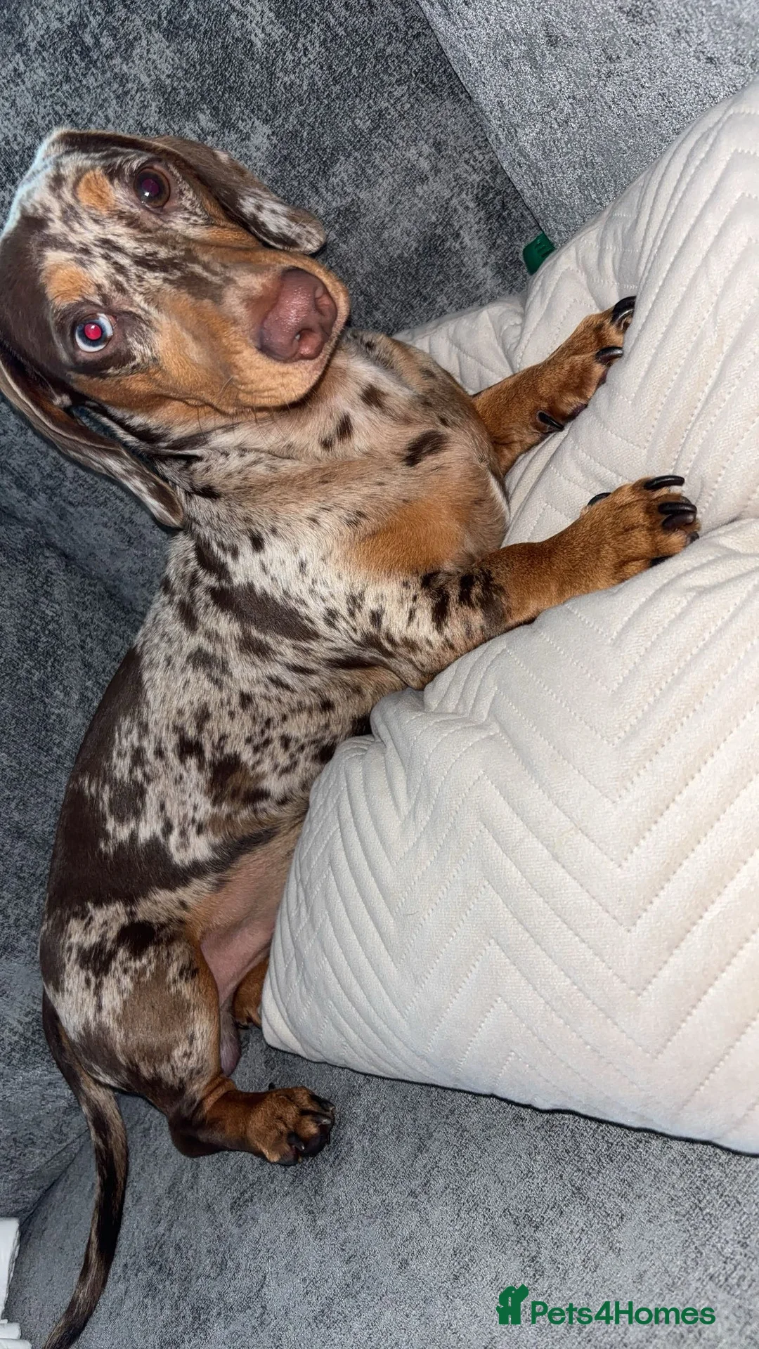 Miniature Dachshund dogs for stud: For stud  - Advert 2