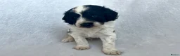 Goldendoodle dogs for sale: Gorgeous Double Doodle Boys - Advert 35