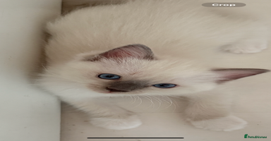 Ragdoll cats - Advert 3