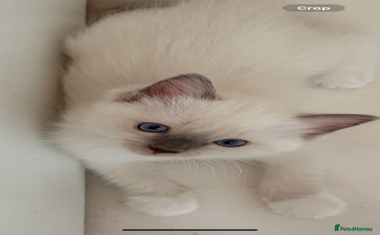 Ragdoll cats - Advert 5