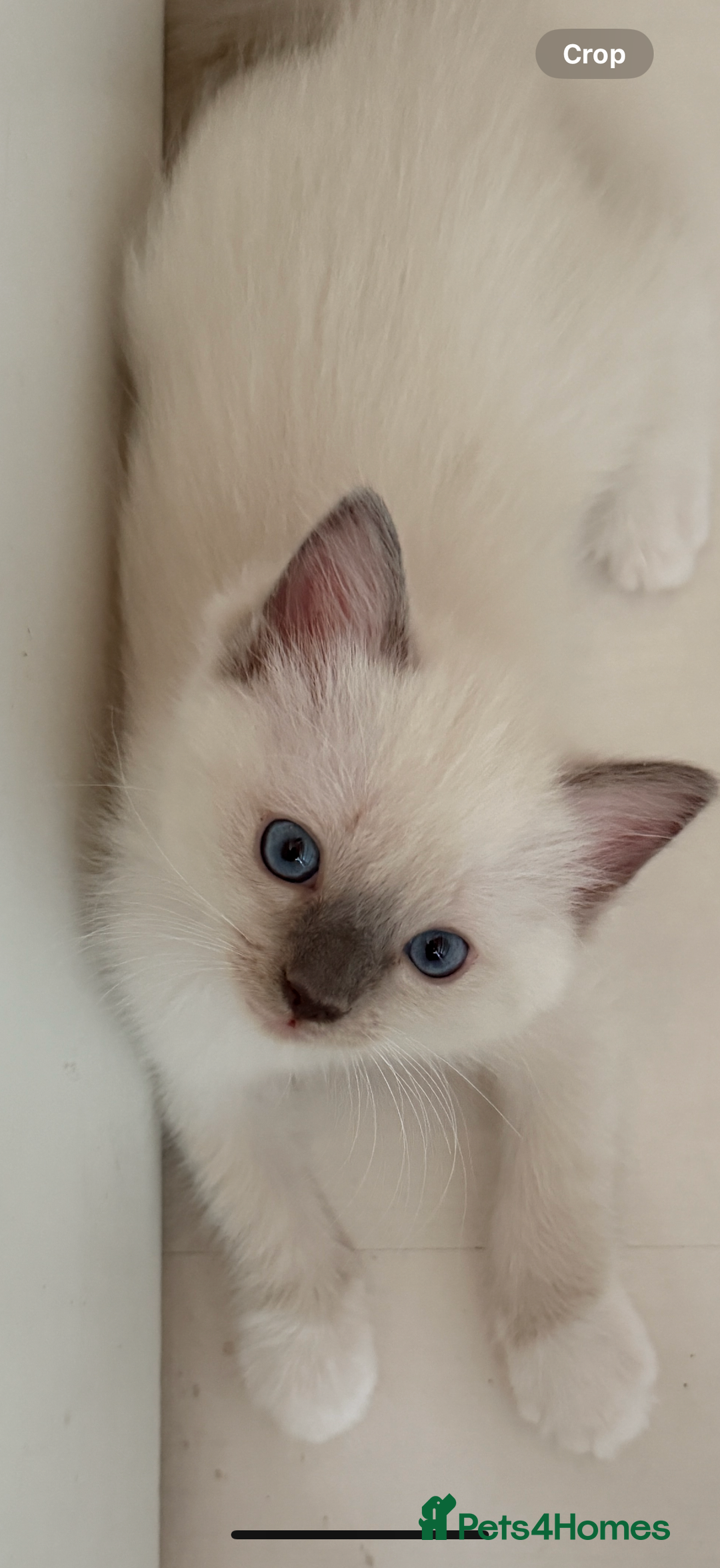 Ragdoll cats for sale: *** 3 Pure Ragdolls Kittens ready to leave *** - Image 8