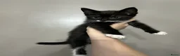 Mixed Breed cats for sale: 3 playful kittens  - Advert 15