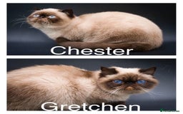 Exotic cats for sale: Last Remaining Exotic Shorthair Boy - Image 16