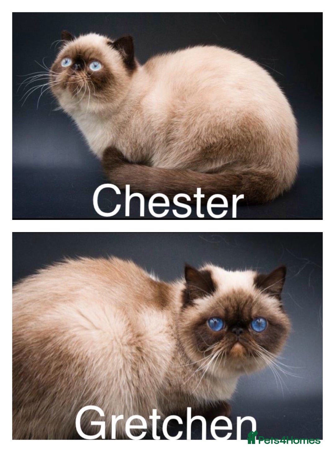 Exotic cats for sale: Last Remaining Exotic Shorthair Boy - Image 16