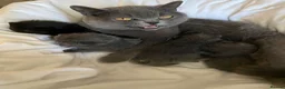 British Shorthair cats for sale: Exclusive Pedigree British Shorthair Kittens - Advert 26