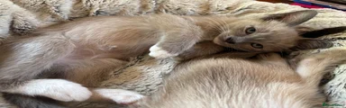 Tonkinese 1