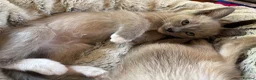 Tonkinese cats for sale: Exquisite Tonkdolls - Advert 9