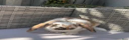 Mini Lop rabbits for sale: Beautiful mini lop rabbits  - Advert 5