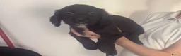 Cocker Spaniel dogs for sale: Cocker spaniel boy ready to leave Thursday  - Advert 3