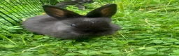 Netherland Dwarf rabbits for sale: Netherland Dwarfs LAST 1 LEFT - Advert 6