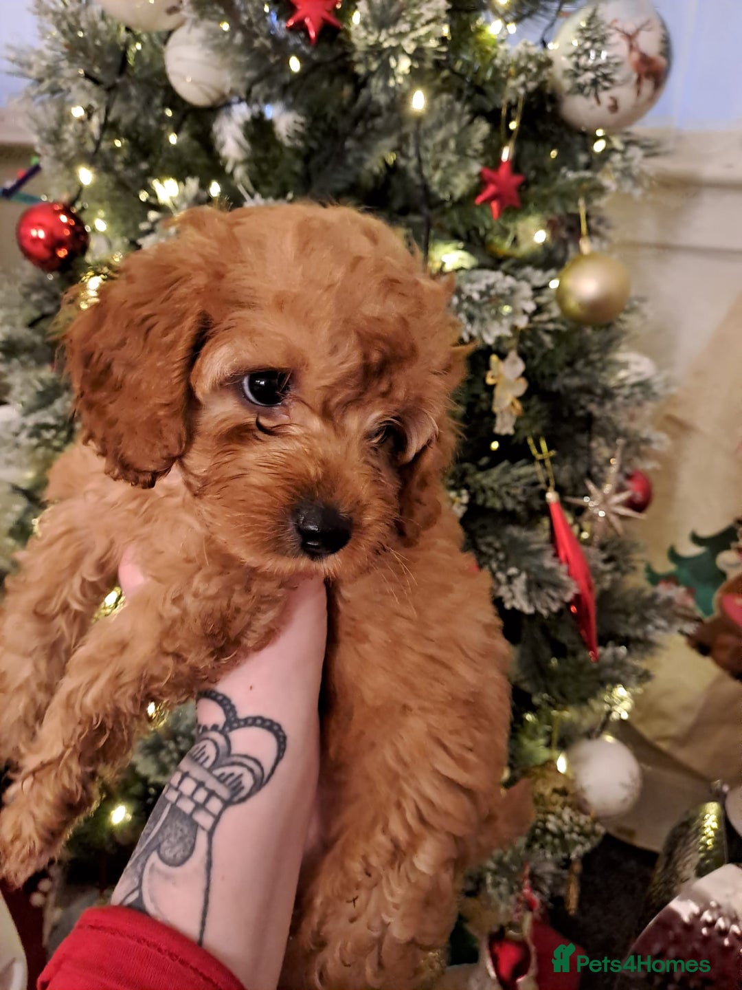 Gallery Image {{count}}