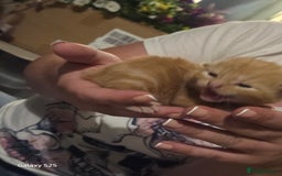 Domestic Shorthair cats for sale: 4 kittens for sale. - Image 6