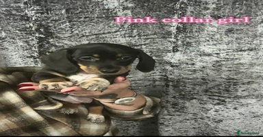 Dachshund dogs - Advert 10