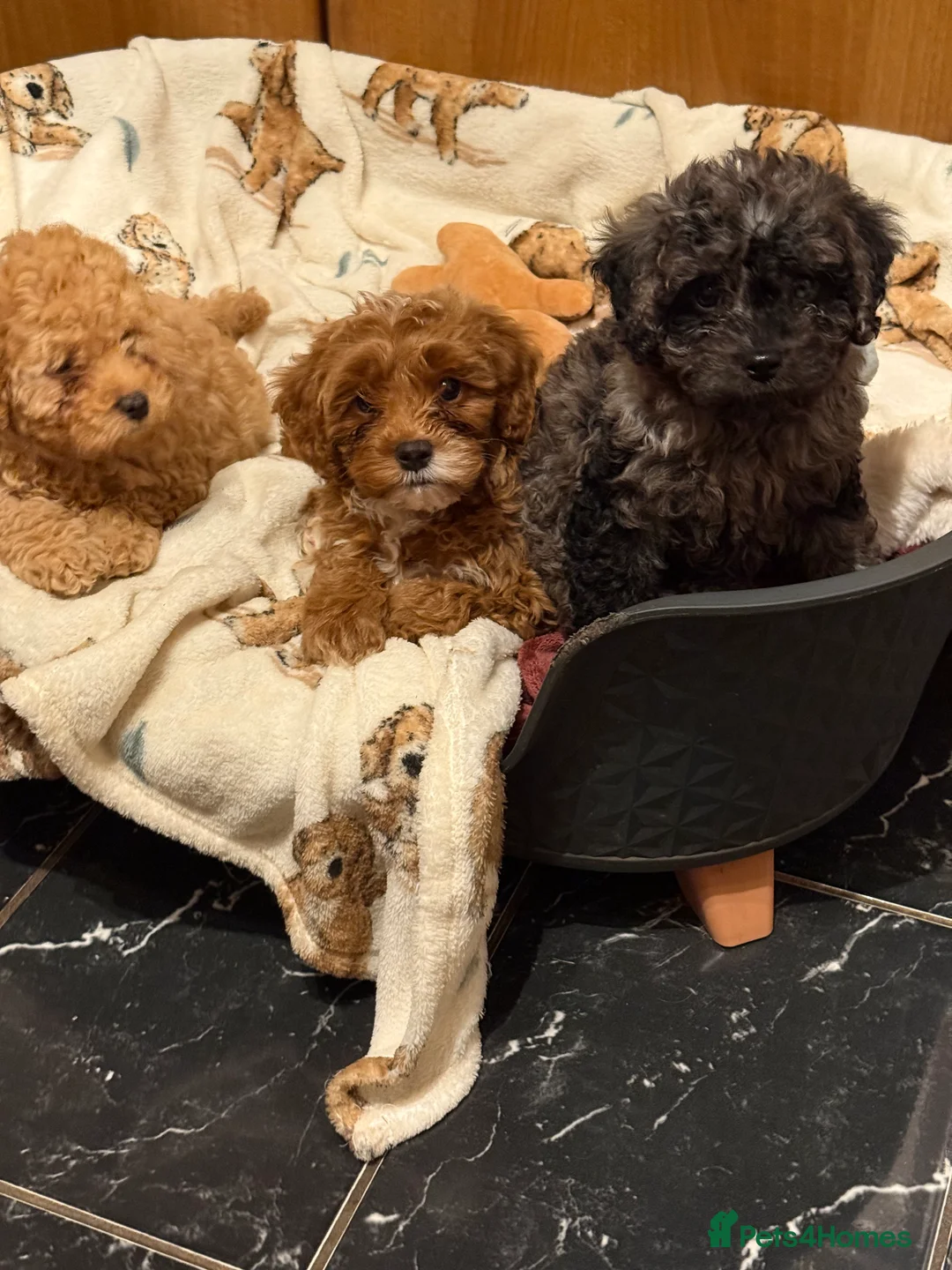 Cavapoo dogs for sale: 5 pups for sale - Advert 3
