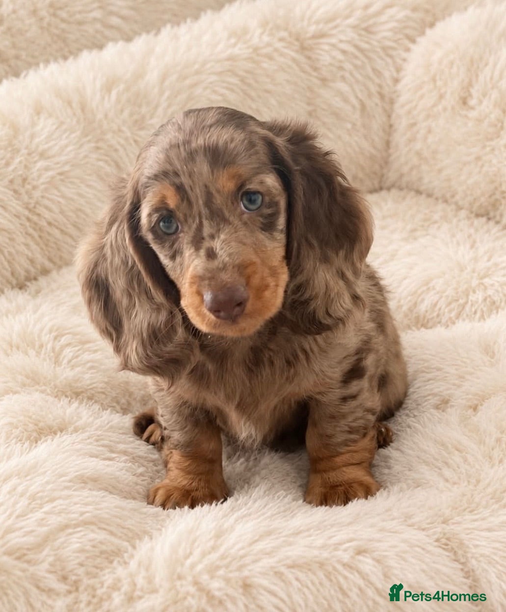 Dachshund dogs Gorgeous long haired miniature dachshund puppies  - Advert 17