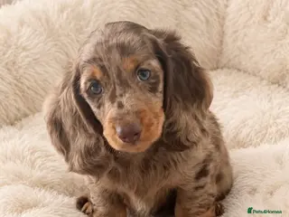 Dachshund dogs Gorgeous long haired miniature dachshund puppies - Advert 17