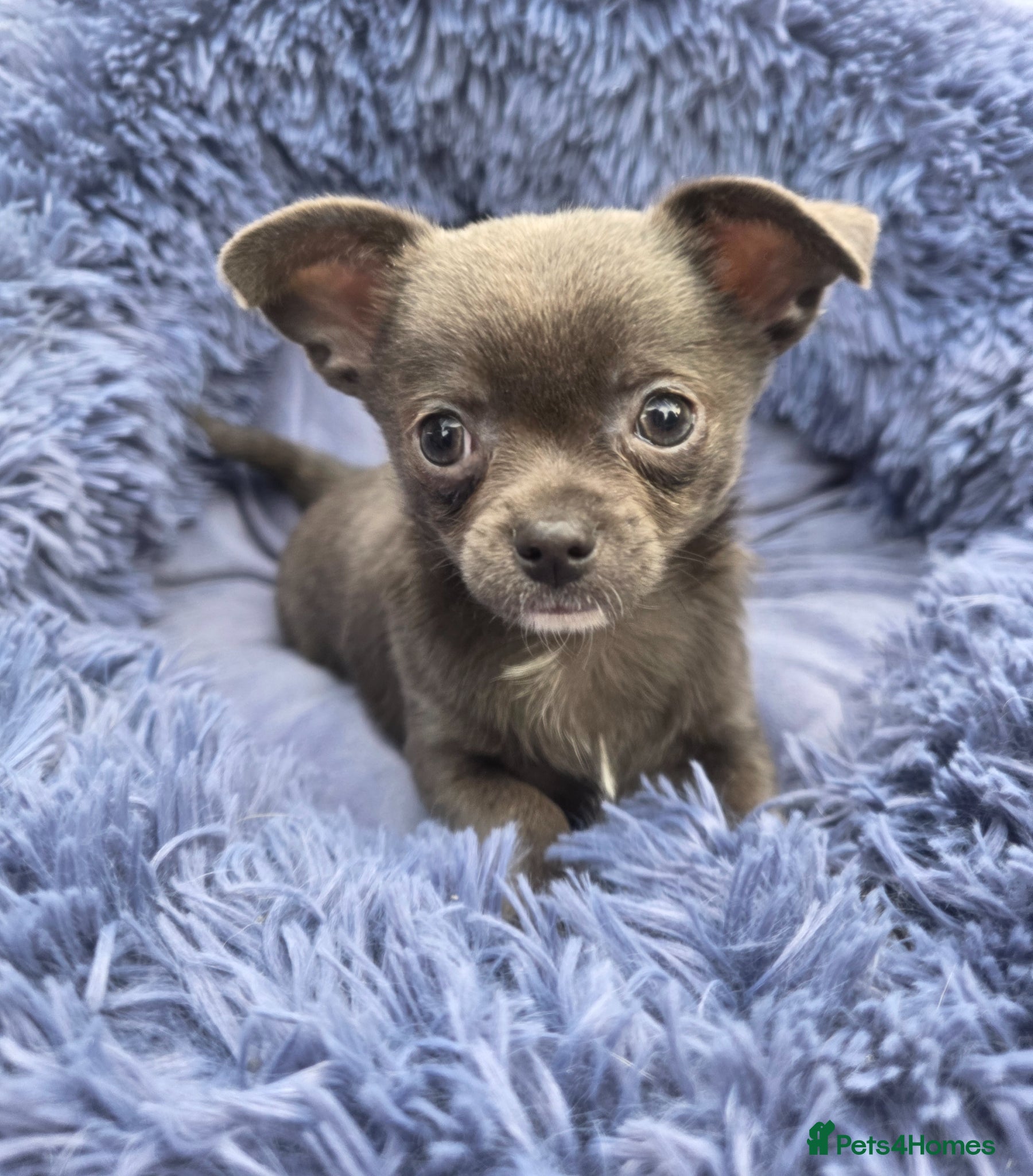 Chihuahua dogs Chihuahua Puppies 2 boys left  - Advert 1