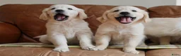 Golden Retriever dogs for sale: Quality Health Tested KC Golden Retrievers - Advert 4