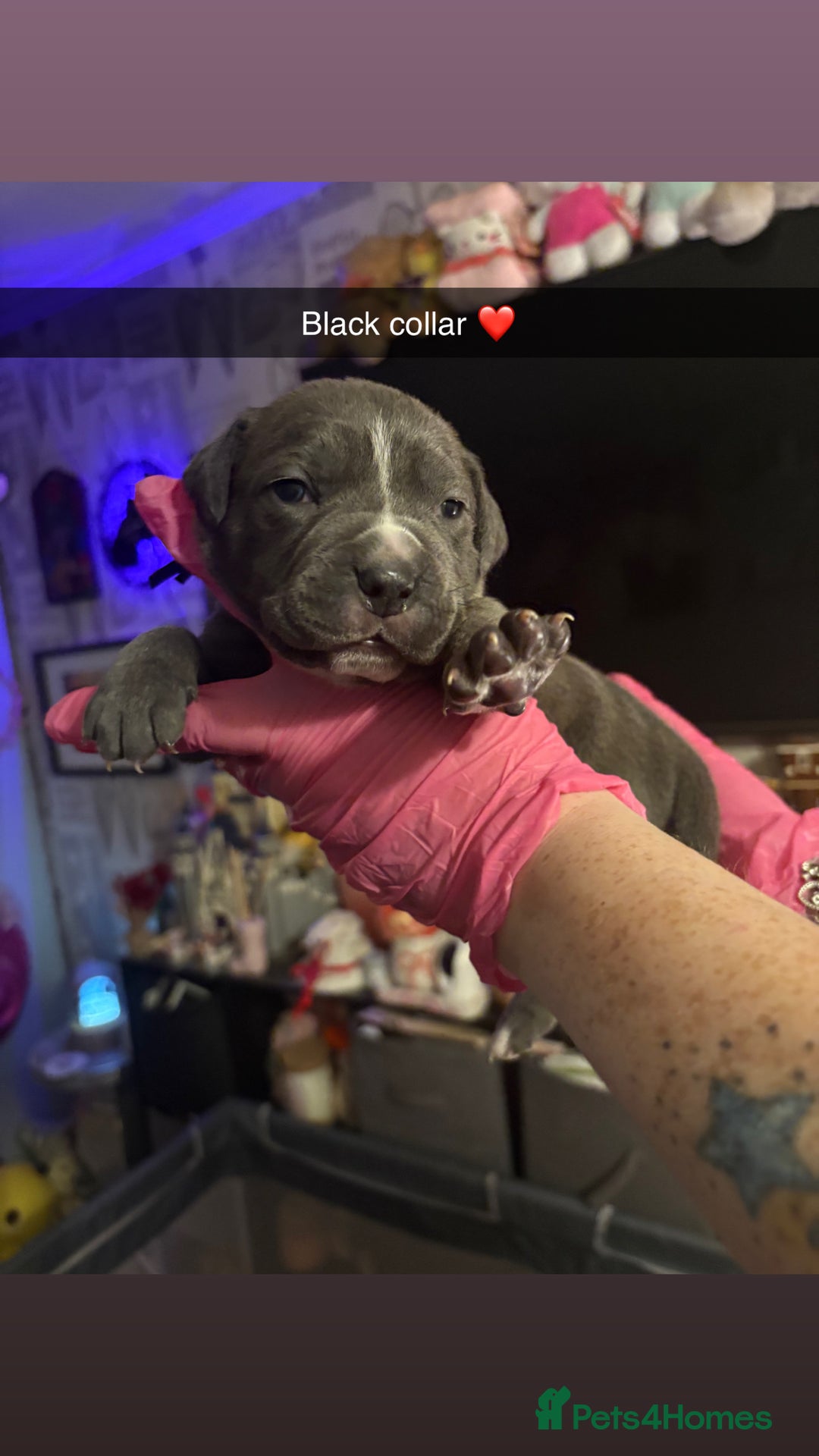 Cane Corso dogs for sale: 10 beautiful girls  - Advert 9