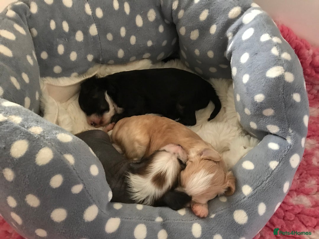 Chinese Crested dogs for sale: Chinese Crested puppies - Advert 9