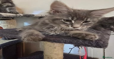 Maine Coon cats - Advert 15