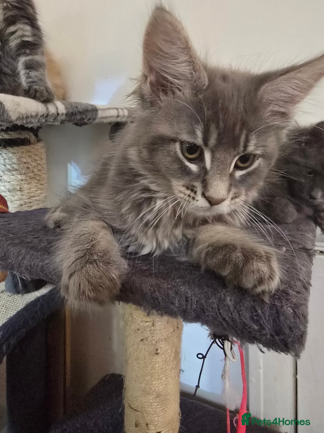 Maine Coon cats for sale: Beautiful Maine coon kittens  - Image 3