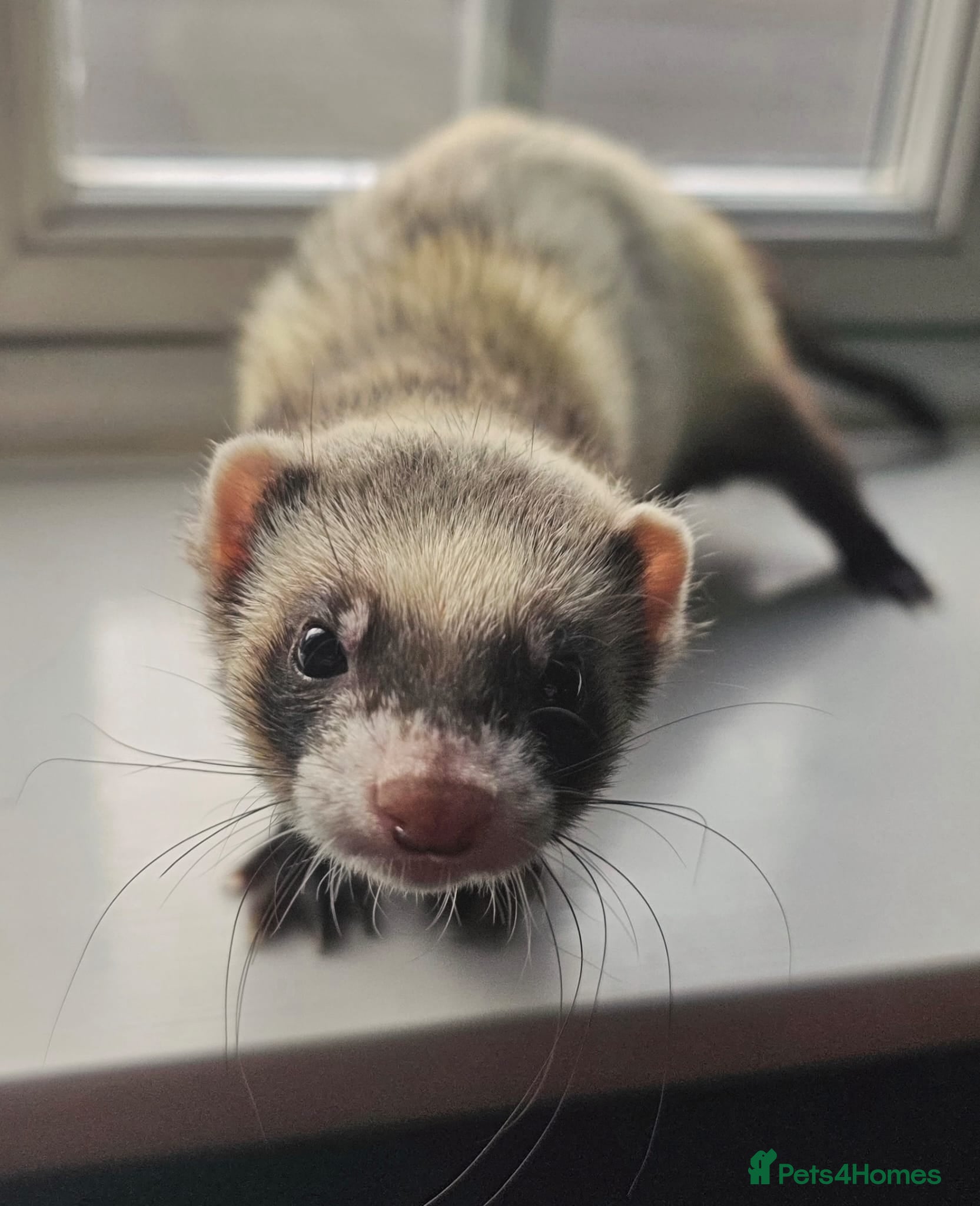 Ferret rodents Ferrets for sale  - Advert 13
