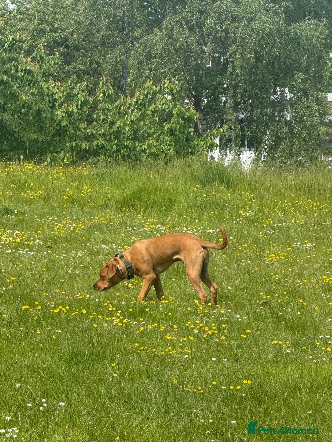 Mixed Breed dogs for sale: Experienced Home Needed❤️ - Advert 9
