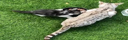 Bengal cats for sale: Silver Bengal mother & two male kittens for sale in Birmingham - Advert 7
