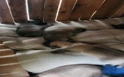 Belgian Shepherd Dog dogs for sale: Belgian malinois  - Image 3