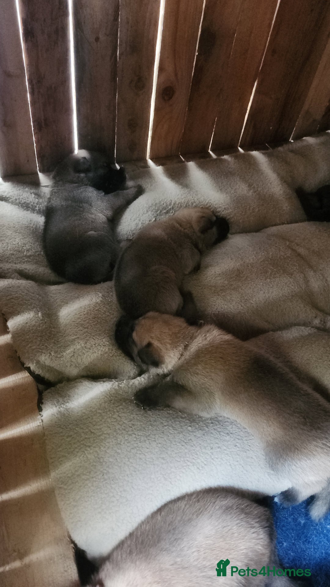 Belgian Shepherd Dog dogs for sale: Belgian malinois  - Image 3