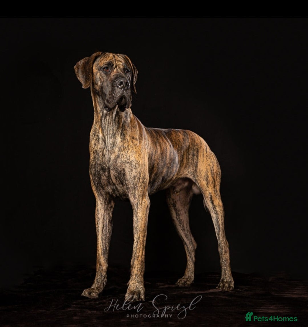 Great Dane dogs for sale: Stunning Brindle Male Great Dane Puppies - Advert 5