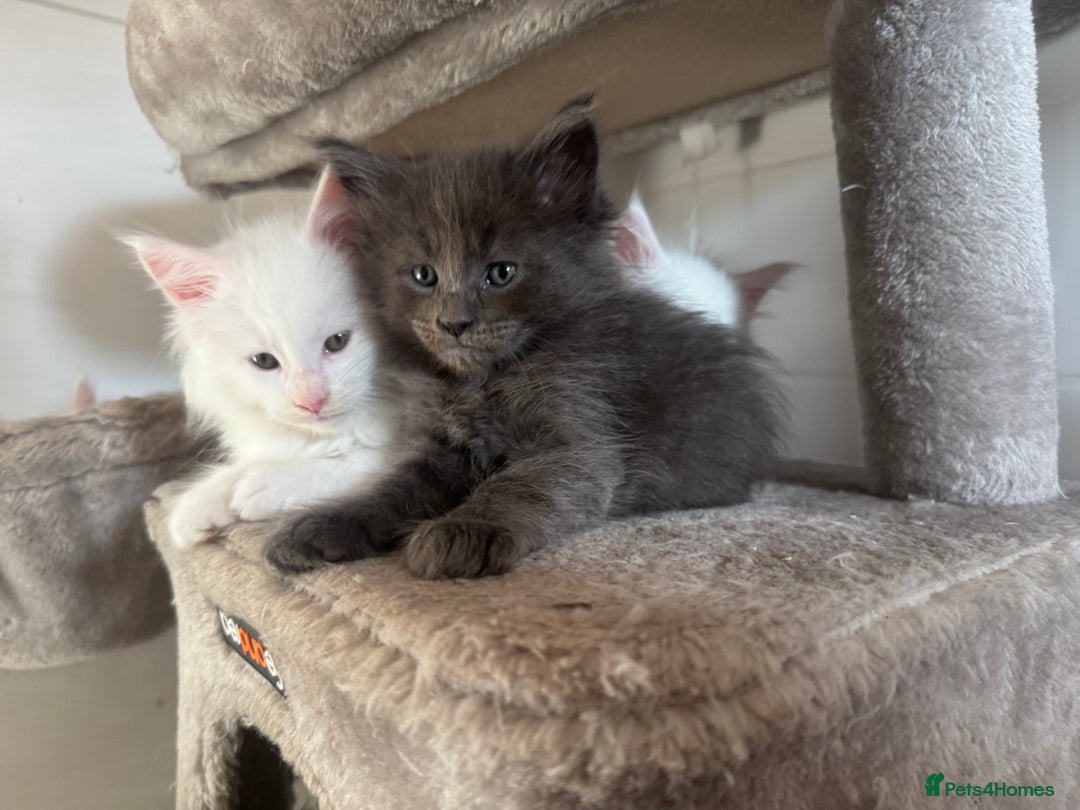 Maine Coon cats for sale: 2 Mainecoon pedigree kitten - Image 12