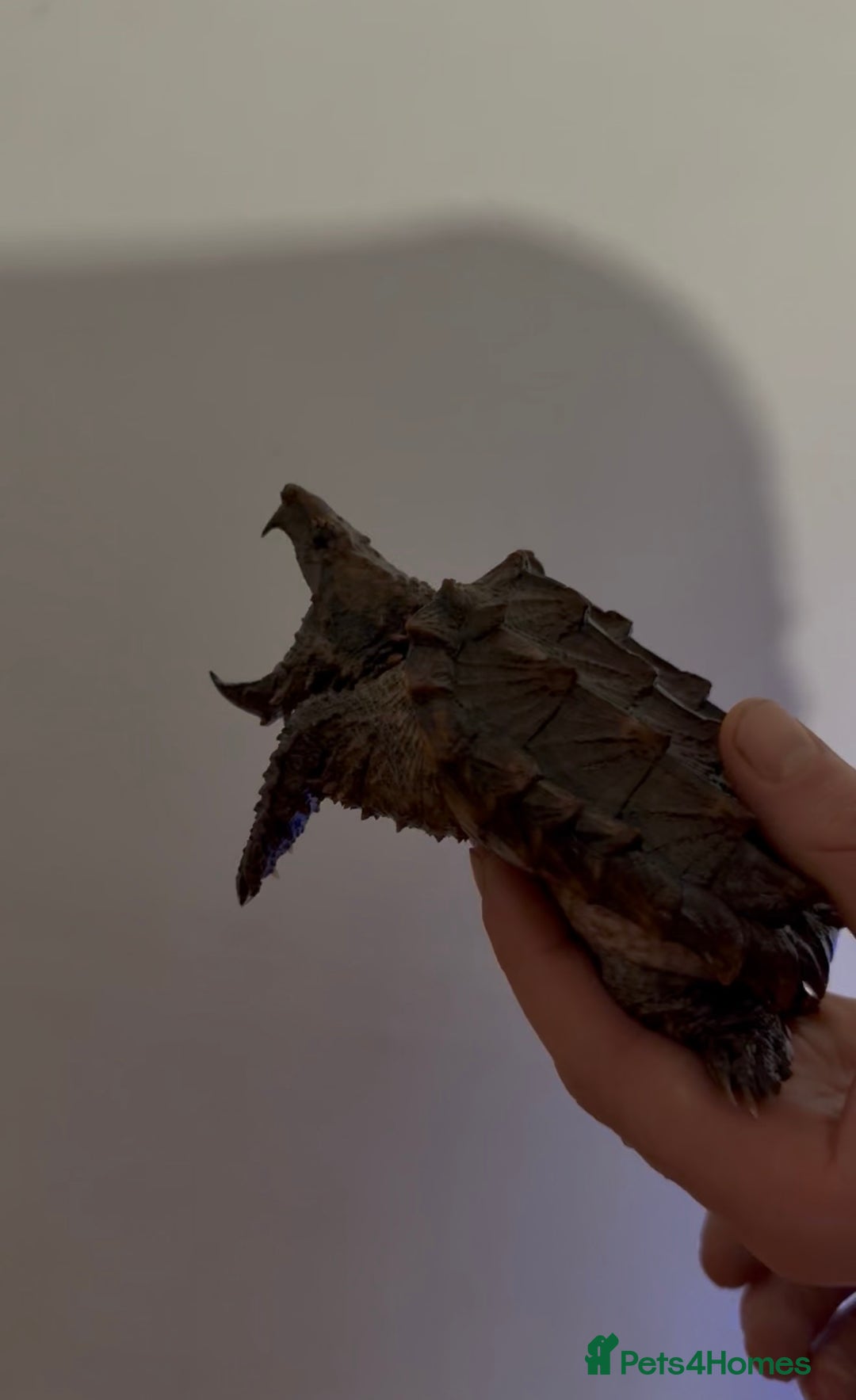 Turtle reptiles for sale: Jaw snapping turtle - Image 1