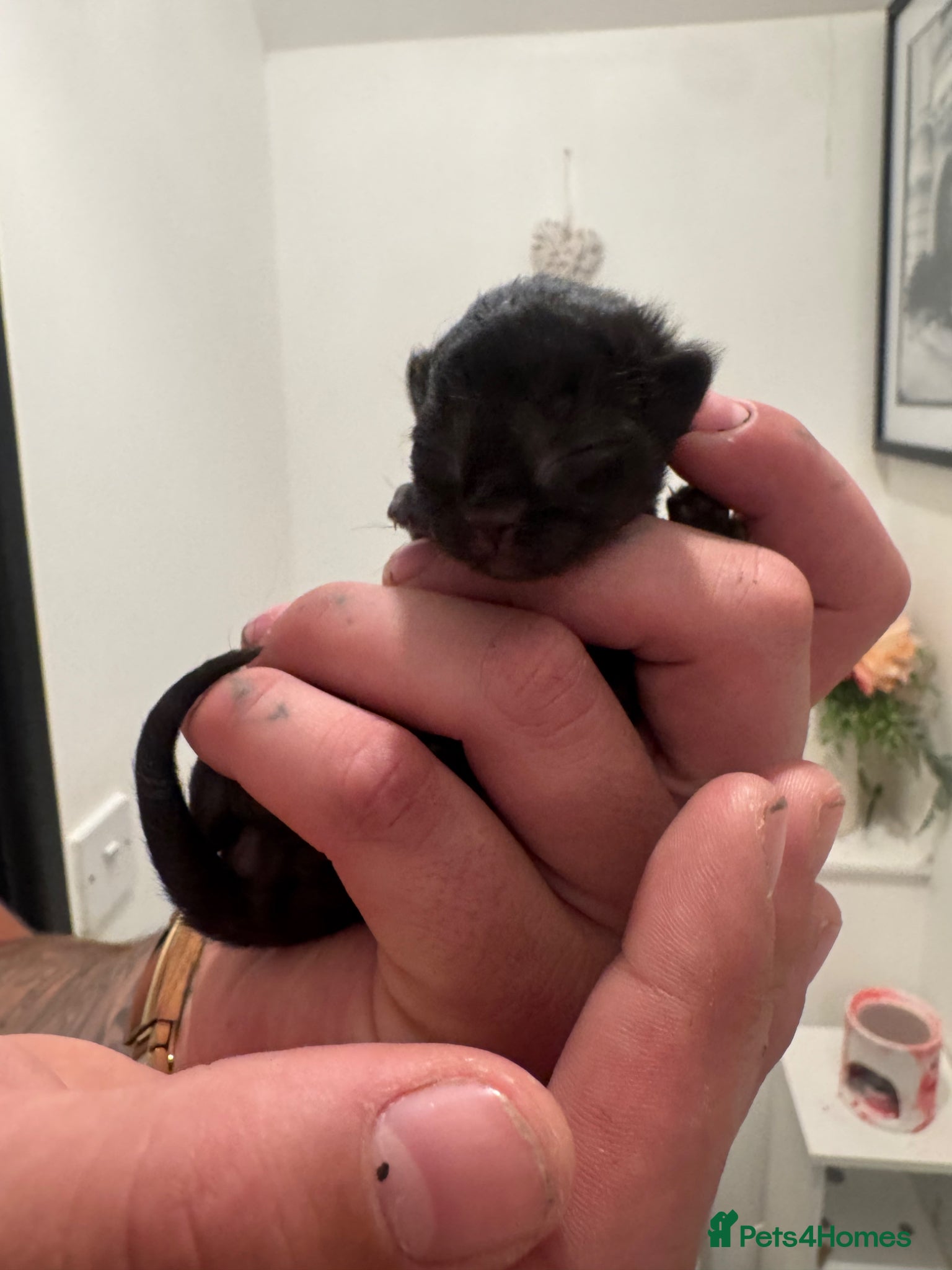Maine Coon cats 4 BEAUTIFUL mainecoon x bengal kittens for sale - Advert 2