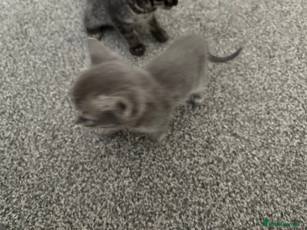 Bengal cats for sale: Russian Blue Bengal Kittens - Image 15