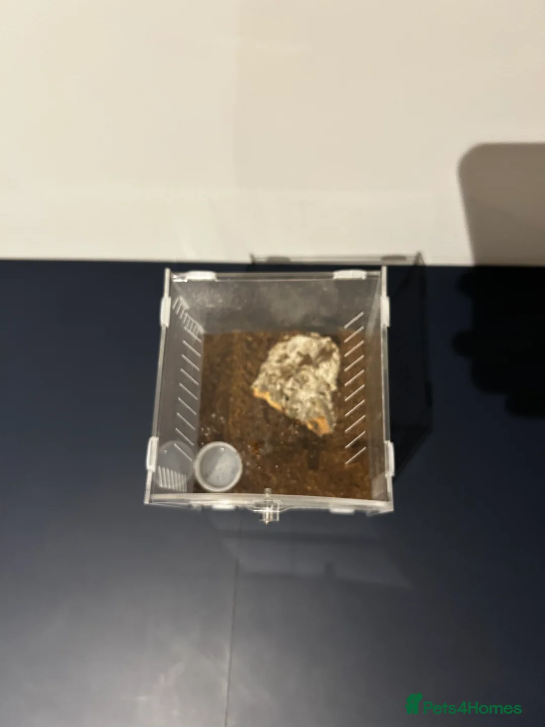 Tarantulas invertebrates for sale: Mexican red rump Tarantula 5cm 1-2 years old - Advert 2