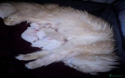 Persian cats for sale: ♥️🍃 ꨁ EXOTIC PERSIAN DOLL FACE KITTENS FOR SALE - Advert 4