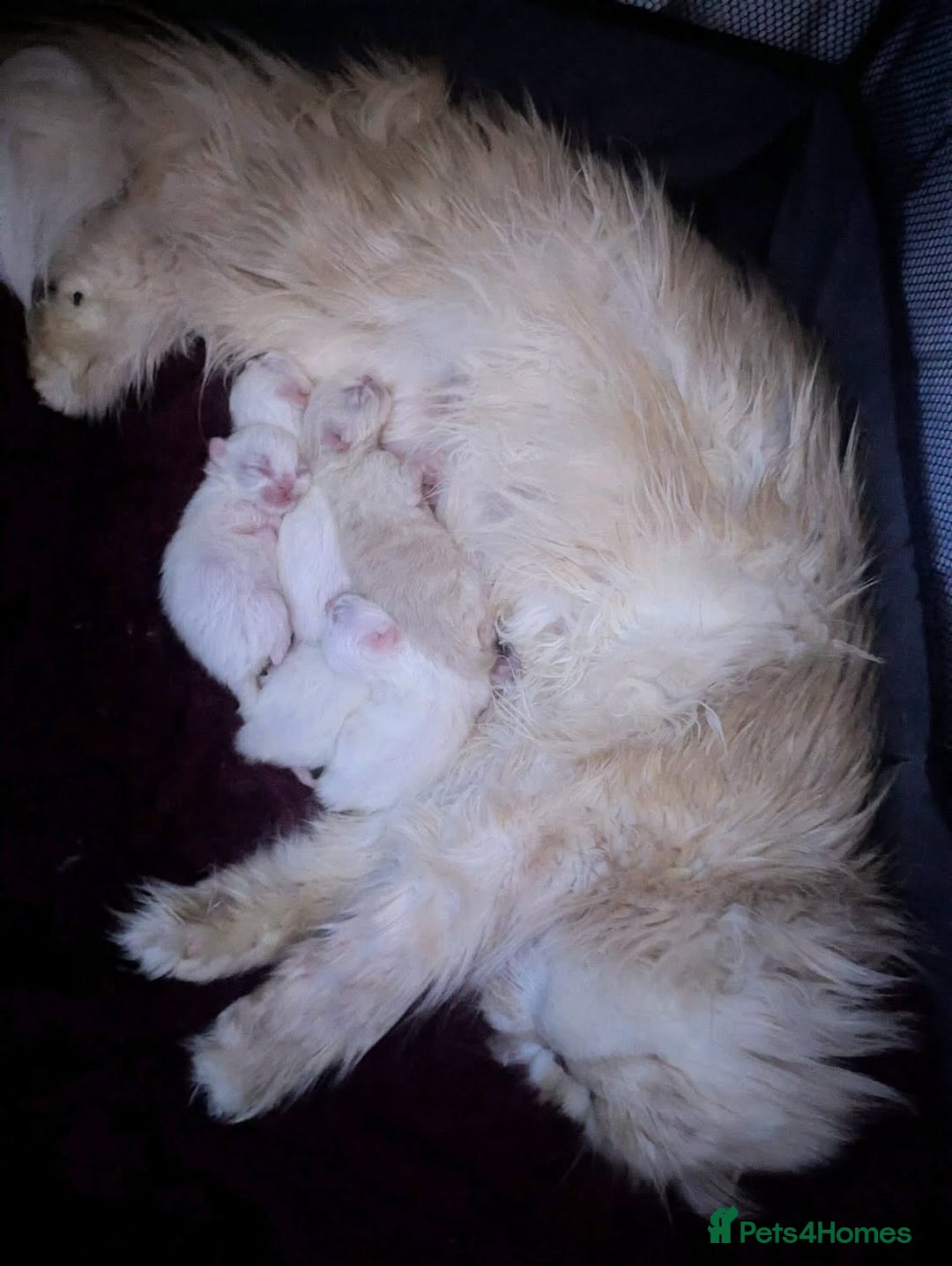 Persian cats for sale: ♥️🍃 ꨁ EXOTIC PERSIAN DOLL FACE KITTENS FOR SALE - Advert 4