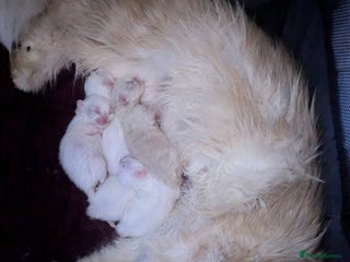 Persian cats for sale: ♥️🍃 ꨁ EXOTIC PERSIAN DOLL FACE KITTENS FOR SALE - Advert 1