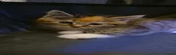 Mixed Breed cats for sale:  Kittens in Leeds - Advert 6