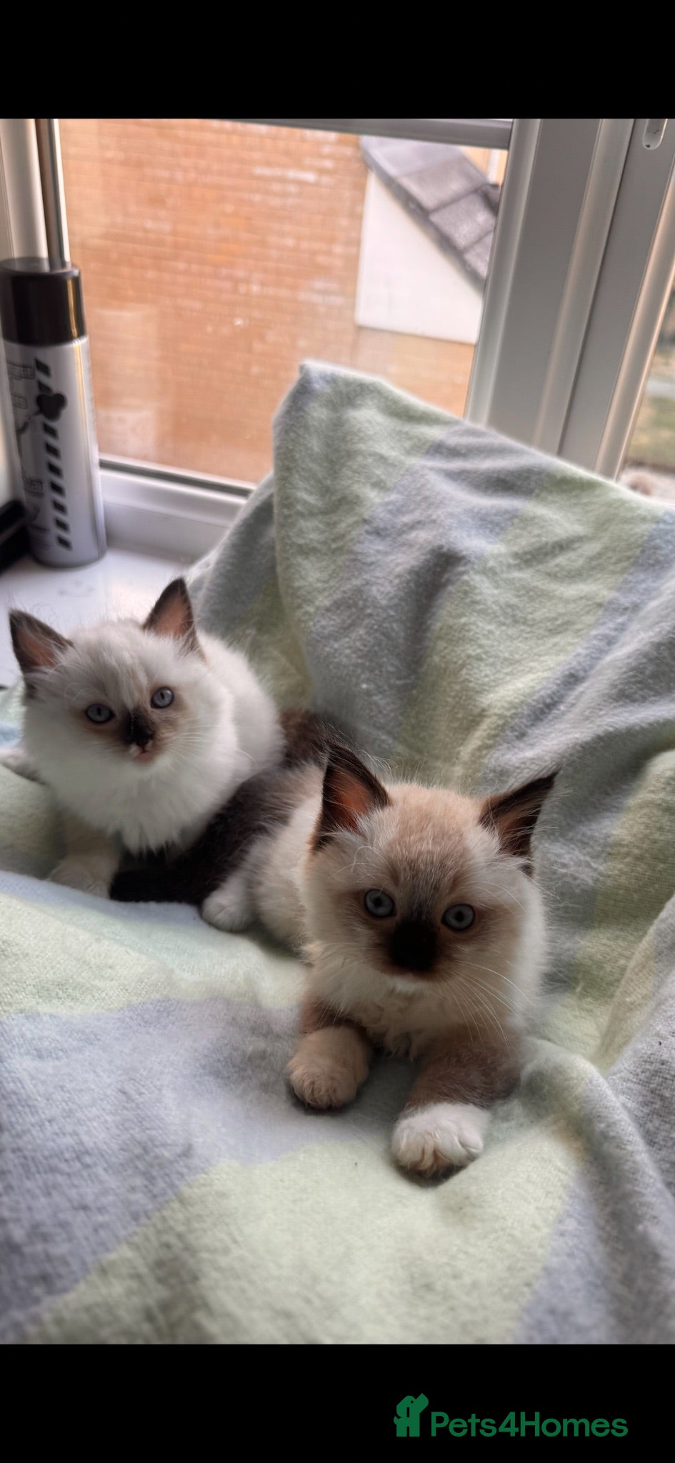 Ragdoll cats Ready to go home 15th August ❤️ - Advert 1